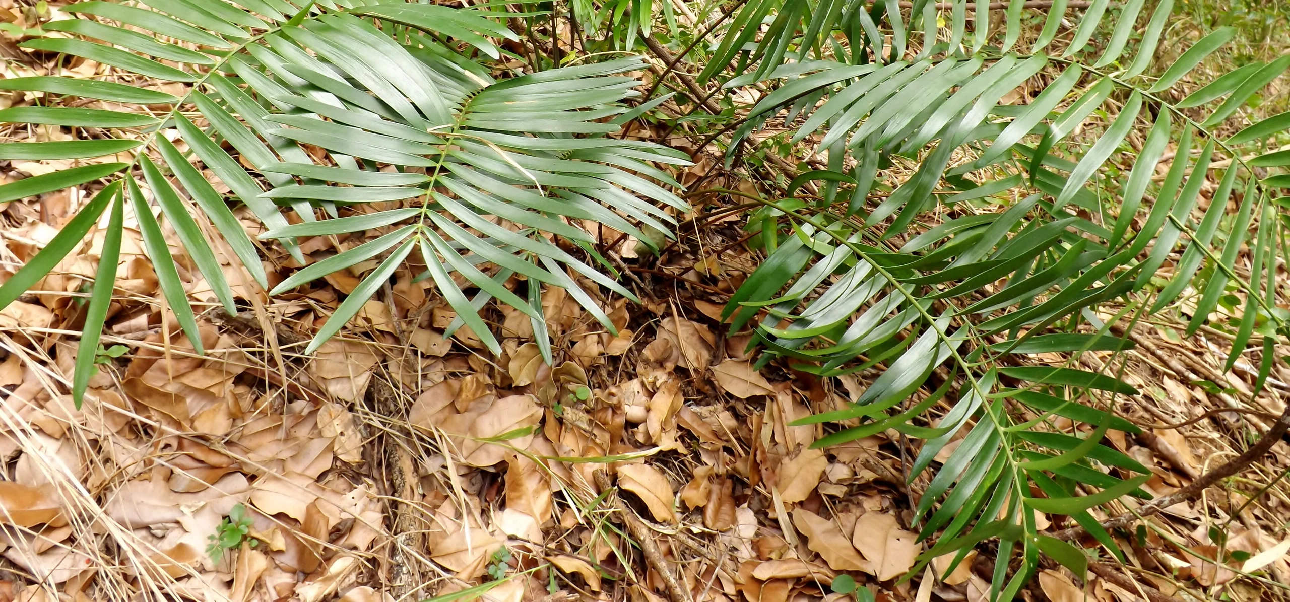Coontie
