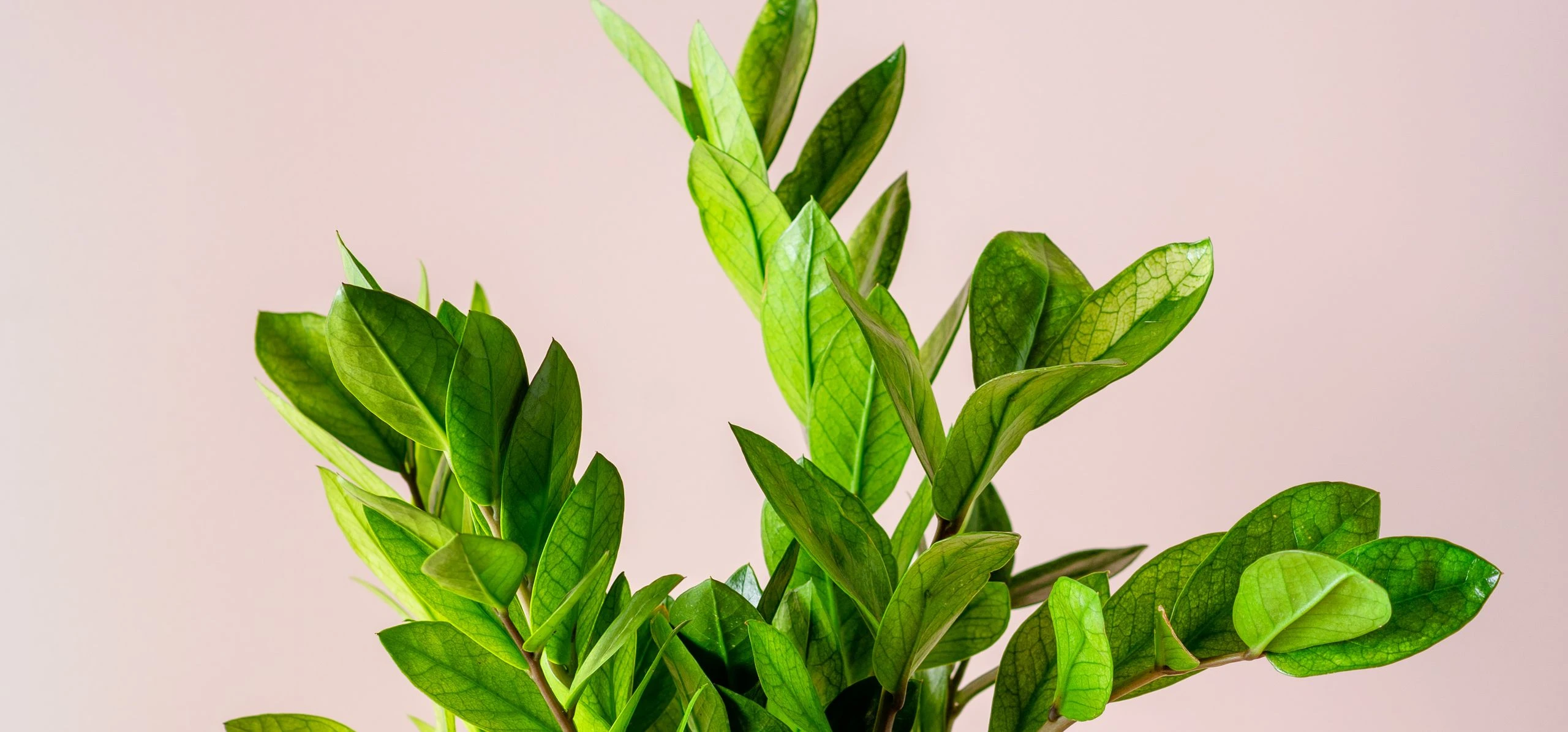 ZZ Plant