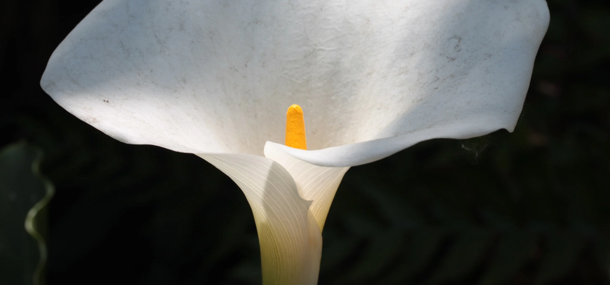 Spotted Calla Lily