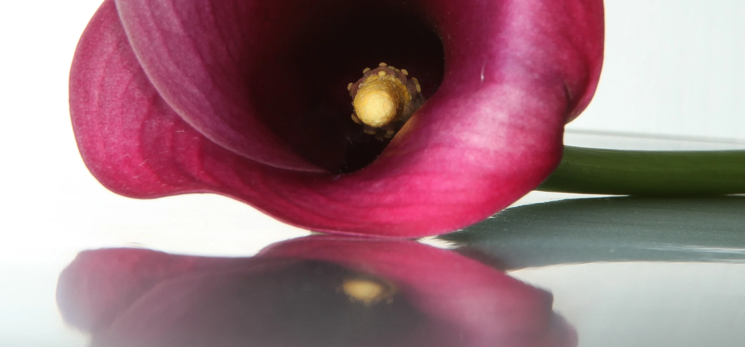 Pink Calla Lily
