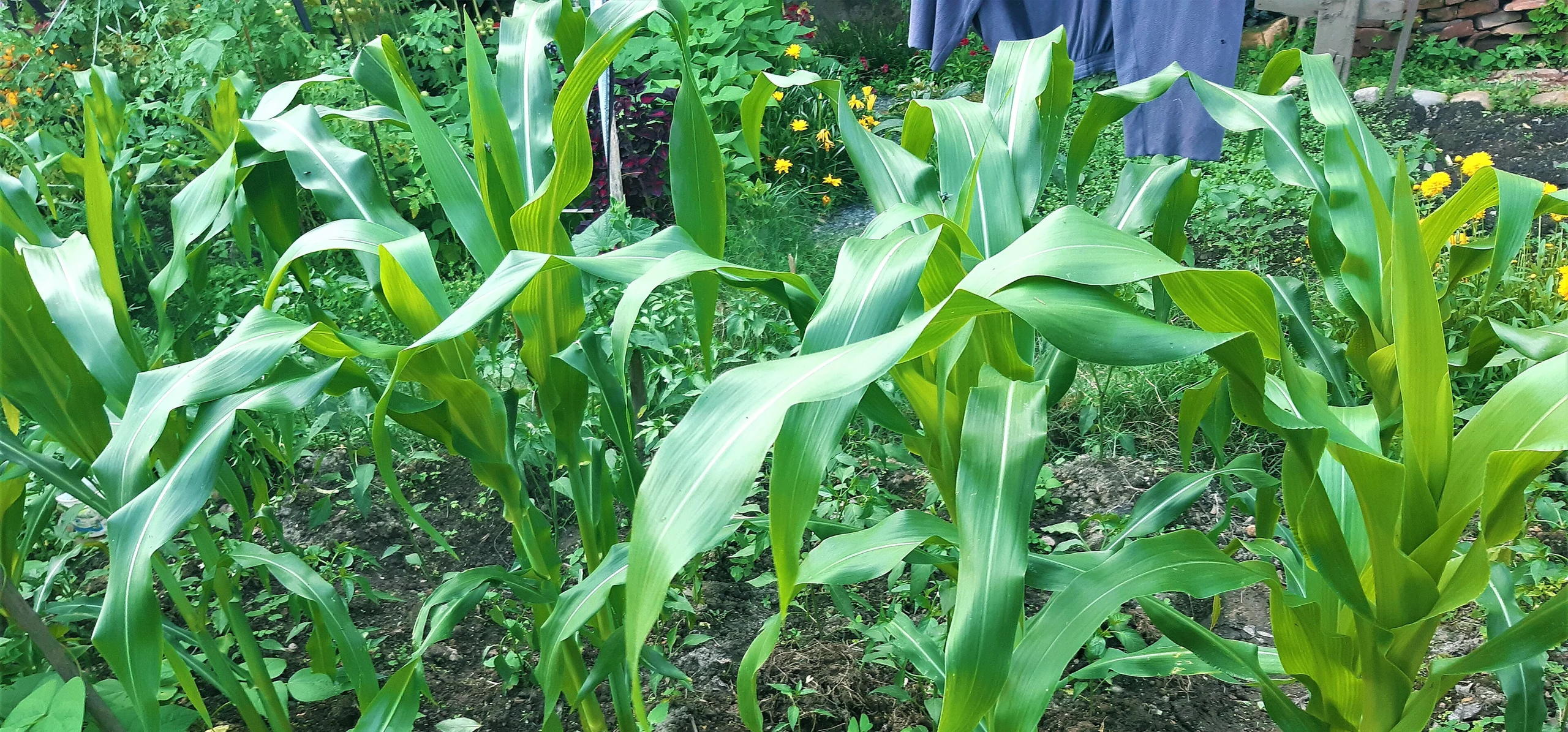 Corn