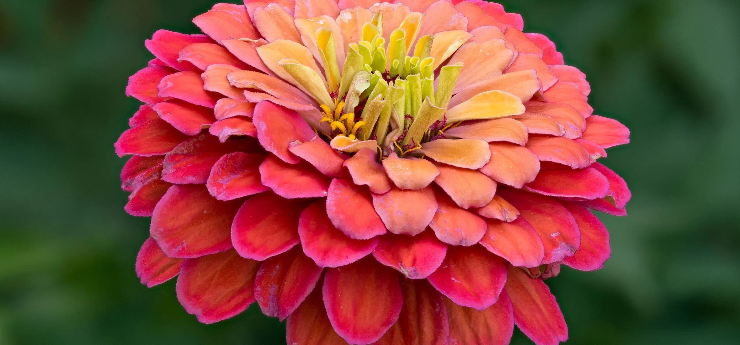 Zinnia