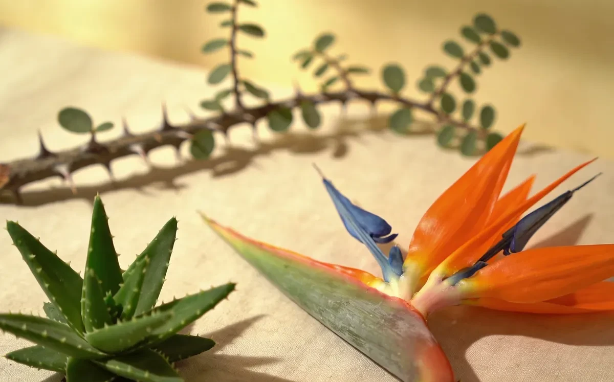 Flora typical of Africa