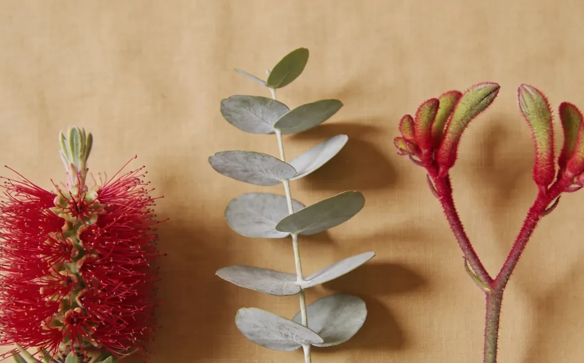 Flora typical of Oceania