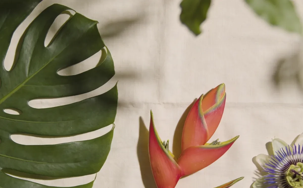 Flora typical of South America
